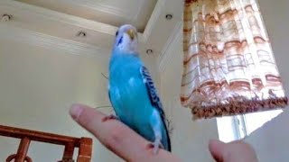 House Tour with My Budgie