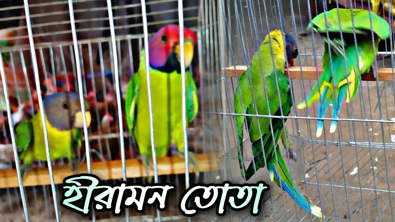 Plum Headed Parrot price in Bangladesh। pet for sell। হীরামন তোতা - YouTube