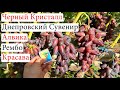 Новинки Винограда от Калугина В.М. Черный Кристалл, Днепровский Сувенир, Алвика, Рембо, Красава