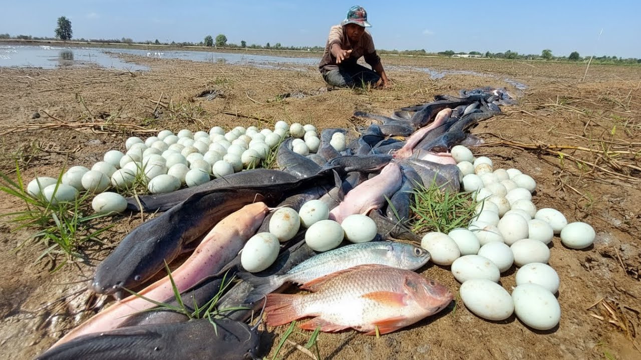 Best hand  fishing a fisherman catch a lot of fish near village 