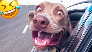 Try Not to Laugh Dogs and Cats  Best Funniest Animal Videos