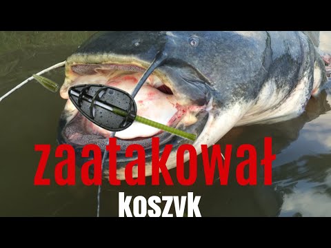 Feederowy zestaw na SUMA
