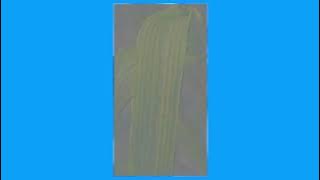 4D48088D669F82A650984D6283A858#2