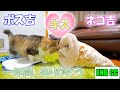 その瞬間は突然やって来た‥猫達が交わした感動&衝撃的なキスシーンと、年末吐血騒動!【ネコ吉とボス吉の鼻チュー】