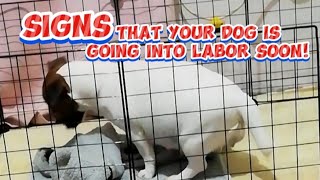 Signs of Labor in Dogs | My dog a Jack Russell Terrier is in Labor #dog #pregnantdog #jackrussell