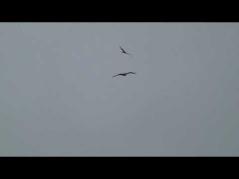 Golden Eagle and Common Buzzard, Islay, 16th February 2016