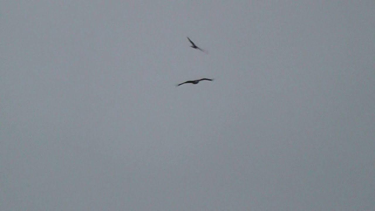 Golden Eagle And Common Buzzard Islay 16th February 2016