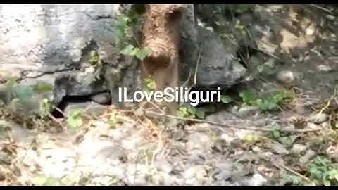 HUGE PYTHON spotted at Siliguri Eastern Bypass near the dumping ground