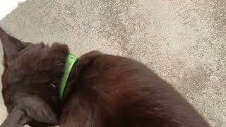 ランディのパトロール。うちのガレージです🐾
