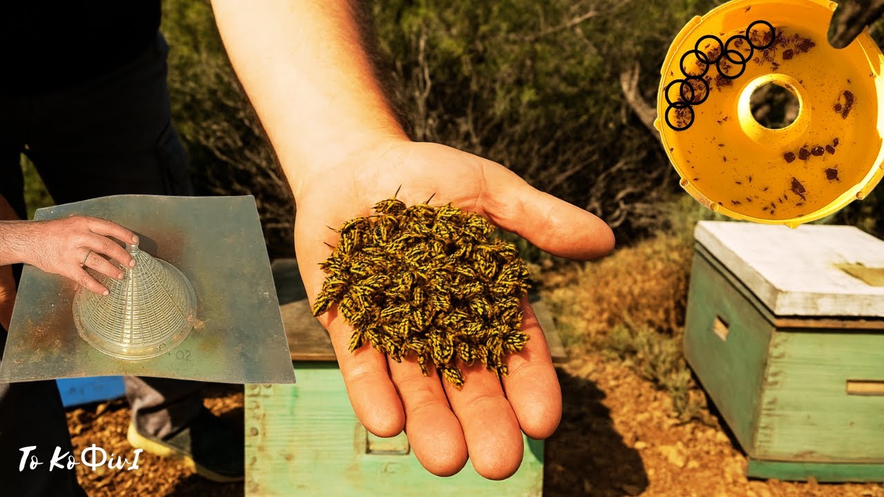 Από τους μεγαλύτερους εχθρούς της μελισσοκομίας | Μελισσοκομία 2025 | Το ΚοΦίνΙ