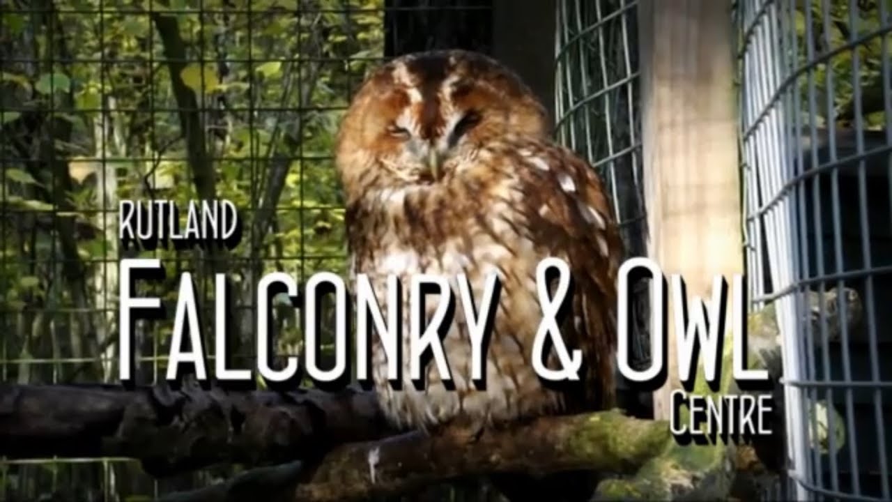 Rutland Falconry & Owl Centre YouTube