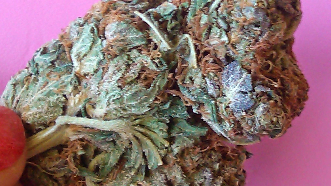 4:20 aM LIVE WAKE N BAKE WITH TASHA VEGAS * HAPPY 4/24?! AKA 420 DAY 5!!! & HOW TO ROLL TWAX JOINTS