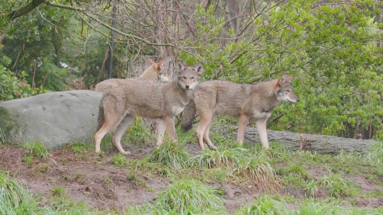 The American Red Wolf - YouTube