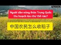 #37: Cách người dân nông thôn Phúc Kiến, Trung Quốc thu hoạch lúa|中国人怎么收稻子?|  Nguyệt Thúy