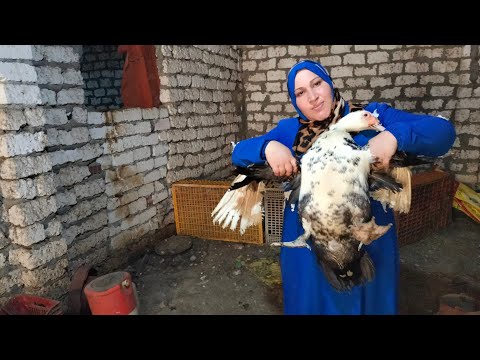 أيوة نوع البط يلبسك دهب بدأت المشروع ده ب دكر ونتايتين وعملت منهم مزرعة والجميل أنه بيتربى بدون علف