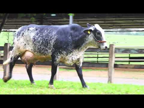 LOTE 05 0707CF