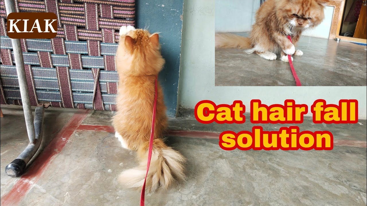 Cat Hair fall solutions کبوتر بادشاہ ہے۔ KIAK 👑 YouTube