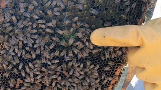 Beekeeping 2025: Checking A Split And Drones #beekeeping #walkawaysplit