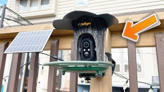 Lollyes 1080P Smart Bird Feeder Camera - User Review