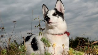 A Day in the Life of a Siberian Husky by USA Pup Patrol 2 views 9 days ago 4 minutes, 29 seconds