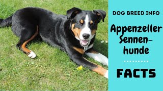 Appenzeller Sennenhunde dog breed. All breed characteristics and facts about Appenzeller Sennenhunde