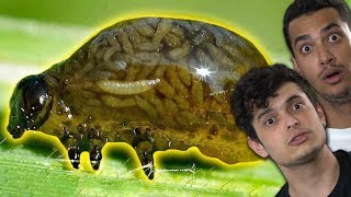 As 9 CRIATURAS MAIS ESTRANHAS aqui da Terra