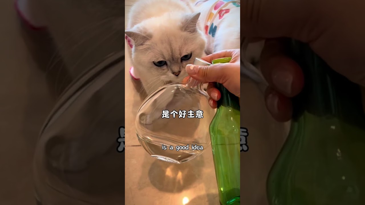 Kittens compete in turning waste into treasure! 