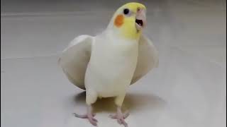آواز خواندن عروس هلندی لوتینو 😍 (Cockatiel Beautiful) Cockatiel Singing