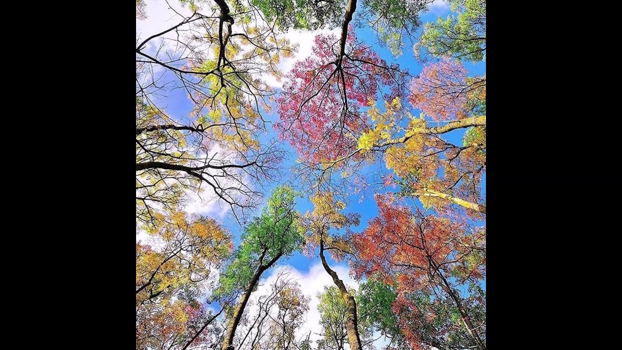 Görkem Saltık - A Throstle on the Foliage