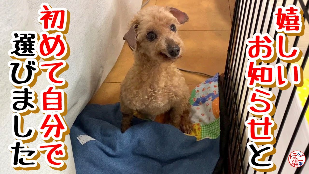 余剰犬 トイプードル 嬉しいお知らせ 初めて自分で選びました Youtube