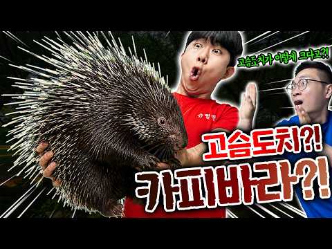 There are thorns on the capybara's back?! What's wrong with this capybara?!