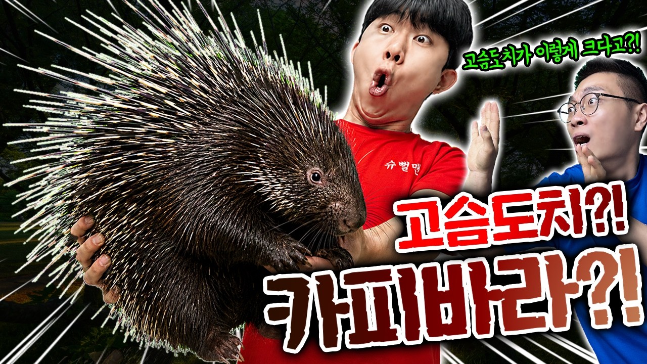 카피바라등에 가시가?! 카피바라가 왜이래?!