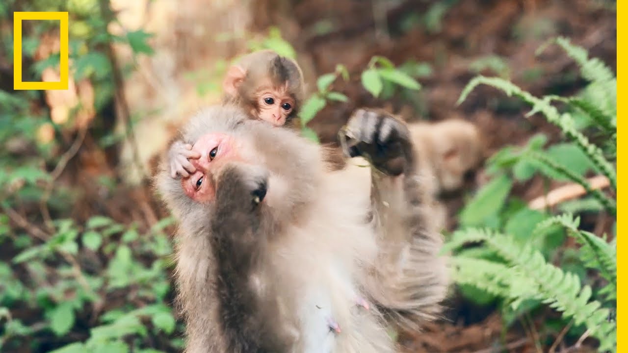 Cette Foret Est Envahie Par Des Bebes Singes Youtube