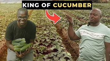 How He is Making Thousands of Dollars with Cucumber Farming in Nigeria