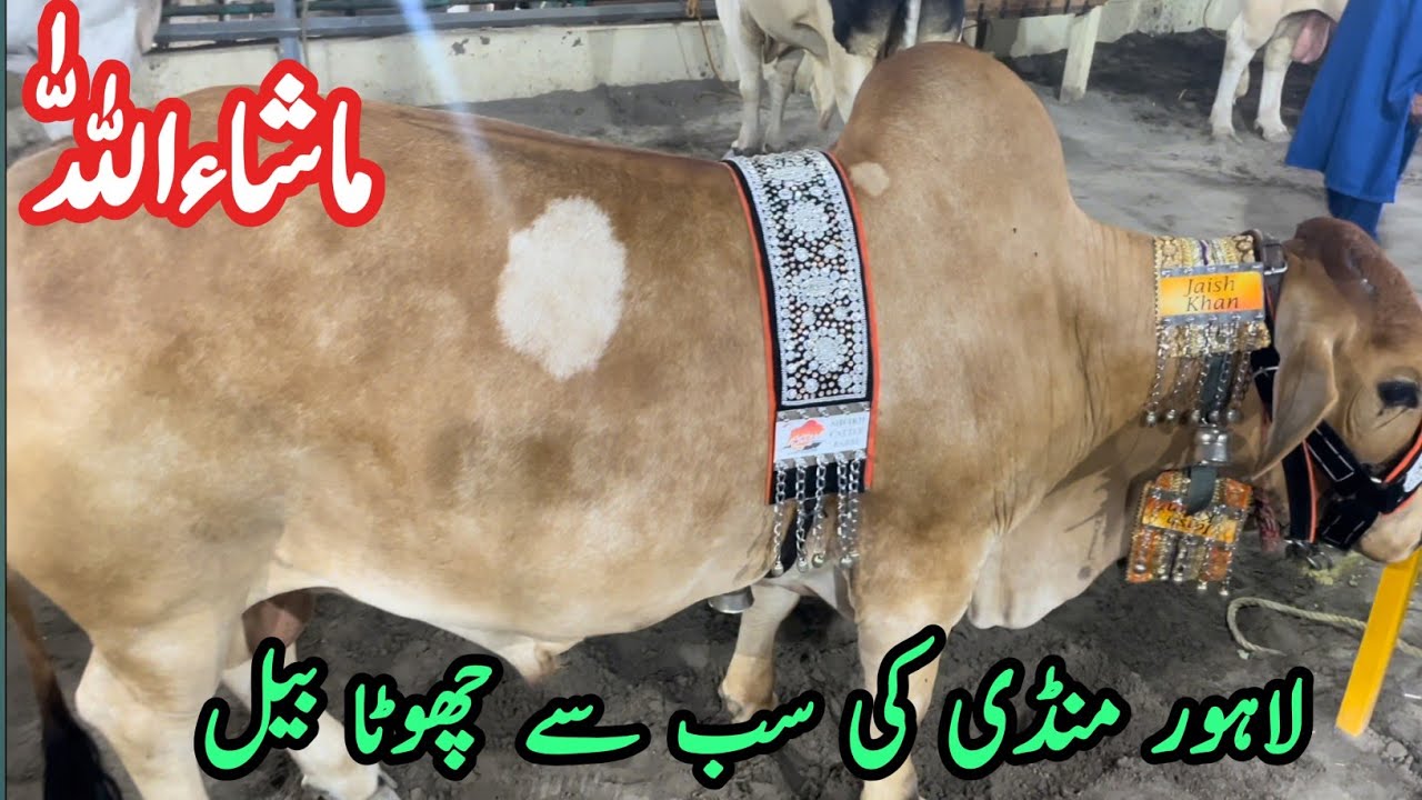 Small Qurbani | Mandi ka Sab sy Chota bull | - YouTube