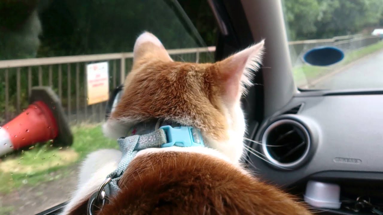 Cute cat riding in a car - YouTube