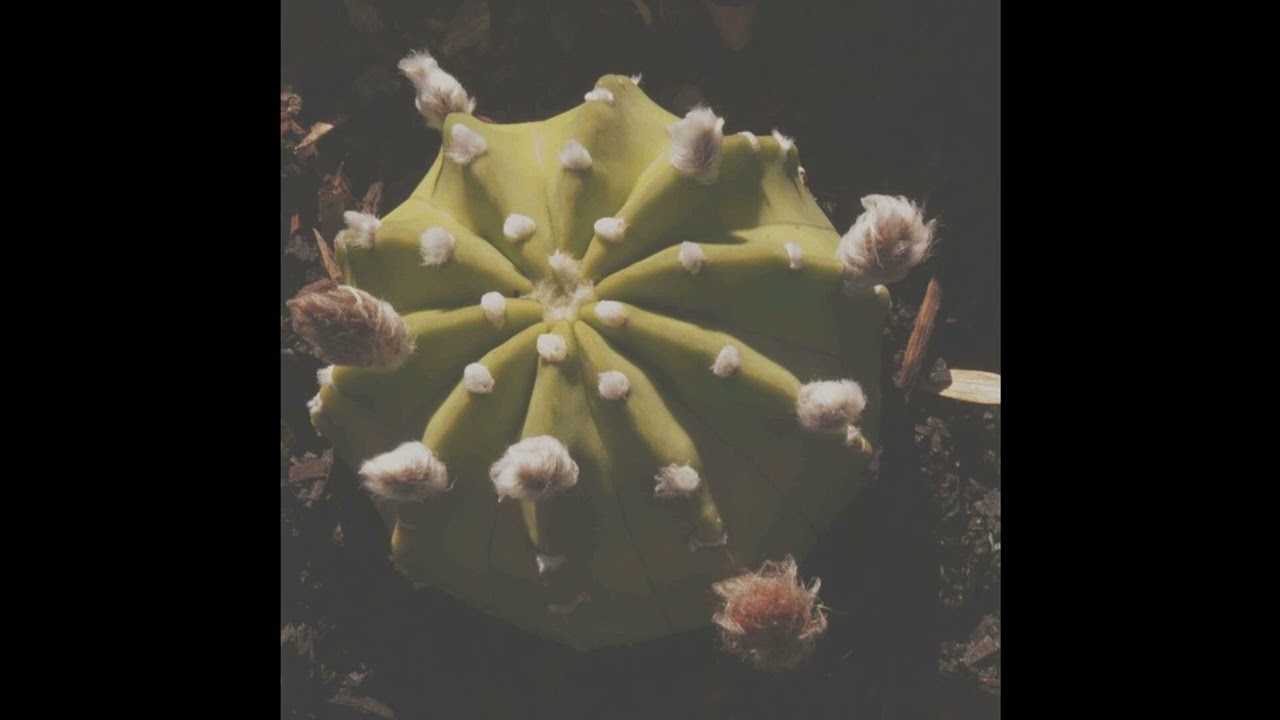 MFK MARCY MANE - SODAYMHOT GUDDAH MAC MIXXXX SCREWBOSS STRICTLY FOR DA CHEVYS