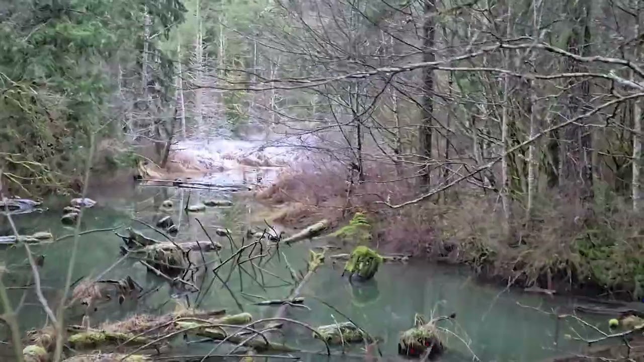 Weird morning in a weird forest makes for a weird bass.