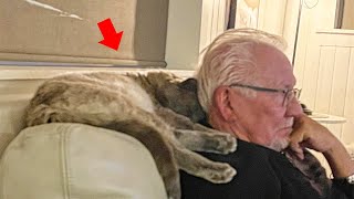 Man Never Wanted a Cat, But This Stray Cat Melted His Heart