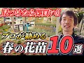 【春のガーデニング】即売必至!?3月下旬〜春に買ってほしい花苗10選をプロがご紹介!【園芸チャンネル】【春苗】