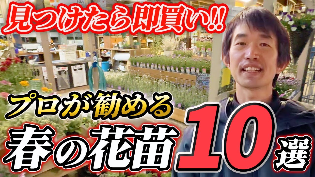 【春のガーデニング】即売必至！？3月下旬〜春に買ってほしい花苗10選をプロがご紹介！【園芸チャンネル】【春苗】