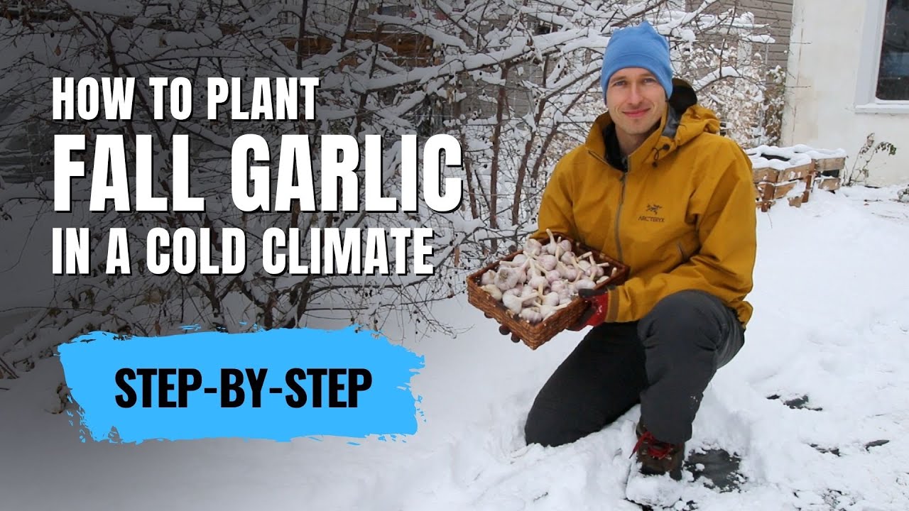 Посадка осеннего чеснока сорта «Твердая шейка» в холодном климате [пошаговая инструкция]