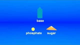 DNA : The building blocks of DNA