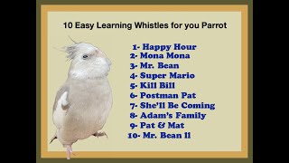 Whistle for your Parrot, Cockatiel. Silbidos facials de aprender para tu Loro /Cacatua