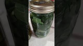that time of year #blackwalnut #figleaf #tincture
that time of year #blackwalnut #figleaf #tincture that time of year #blackwalnut #figleaf #tincture