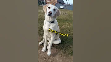 Knock Knock Cute Dog Viral Puppy Trend Joke 