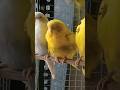 बीमार Budgies का तुरंत इलाज! Live Proof 🦜 #shorts #birds