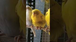 बीमार Budgies का तुरंत इलाज! Live Proof 🦜 #shorts #birds