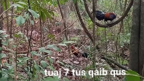 Dib qaib qus tuaj 7 tus qaib qus tuaj zoo heev li 28/3/2025