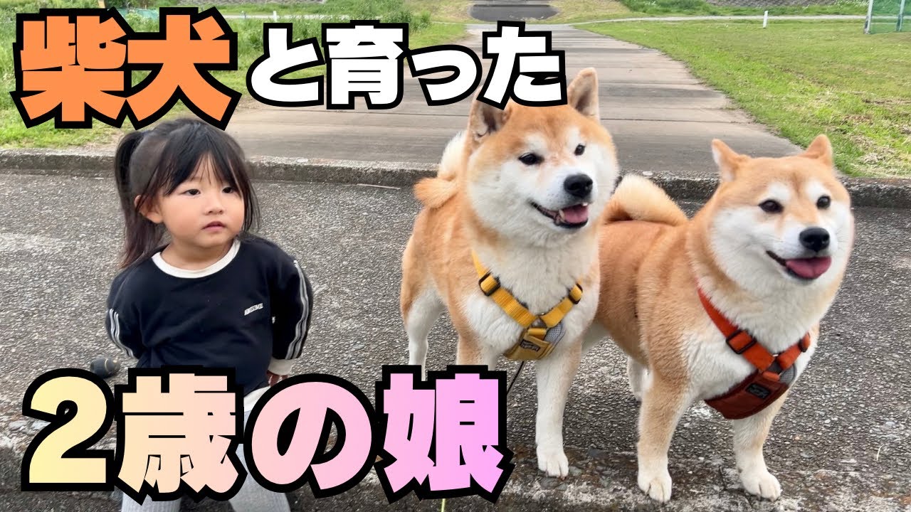 The boisterous older Shiba Inu and the sensitive older Shiba Inu